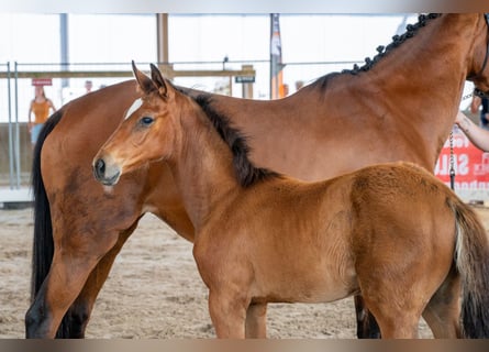 Belgisch Warmbloed, Merrie, Veulen (04/2026), Bruin