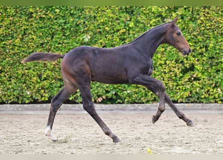 Belgisch Warmbloed, Merrie, veulen (05/2024), Donkerbruin