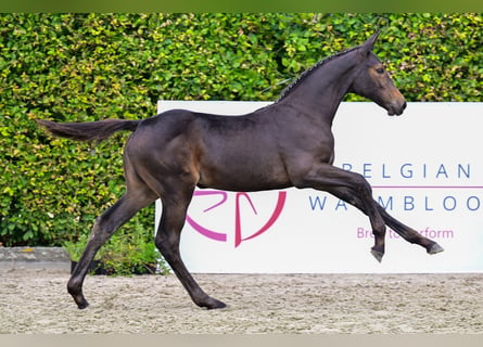 Belgisch Warmbloed, Merrie, veulen (05/2024), Donkerbruin