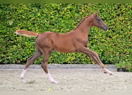 Belgisch Warmbloed, Merrie, veulen (06/2024), Donkere-vos