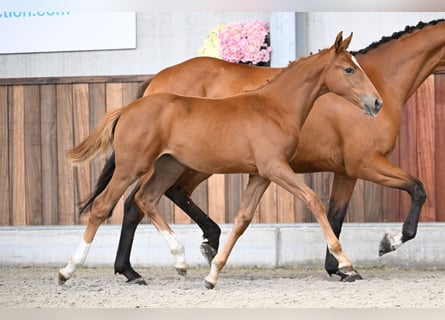 Belgisch Warmbloed, Merrie, Veulen (05/2025), Donkere-vos