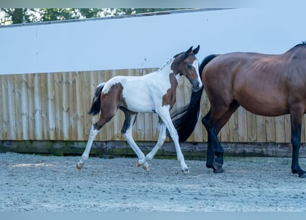 Belgisch Warmbloed, Merrie, Veulen (06/2025)
