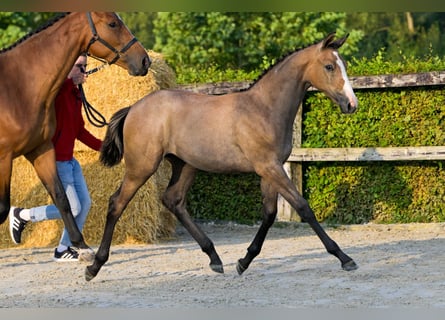 Belgisch Warmbloed, Merrie, veulen (04/2024), Roan-Bay