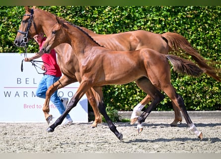 Belgisch Warmbloed, Merrie, veulen (05/2024), Roodbruin