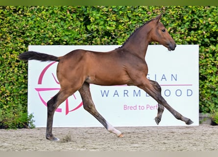 Belgisch Warmbloed, Merrie, veulen (05/2024), Roodbruin