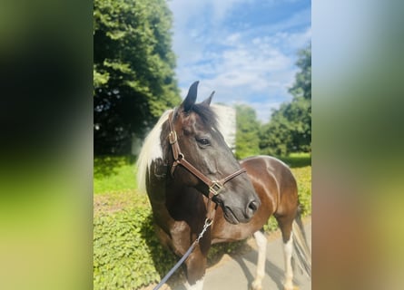 Belgisch Warmbloed, Ruin, 10 Jaar, 157 cm, Gevlekt-paard