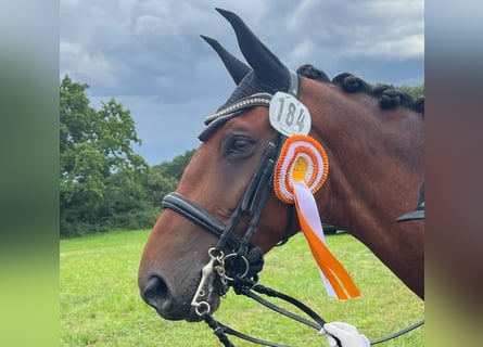 Belgisch Warmbloed, Ruin, 10 Jaar, 170 cm, Bruin