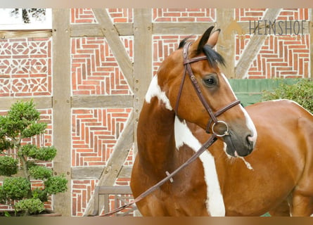 bewaker boiler succes Springpaarden Gevlekt-paard kopen en verkopen | ehorses.nl
