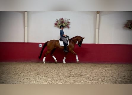 Belgisch Warmbloed, Ruin, 11 Jaar