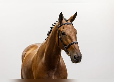 Belgisch Warmbloed, Ruin, 12 Jaar, 169 cm, Bruin
