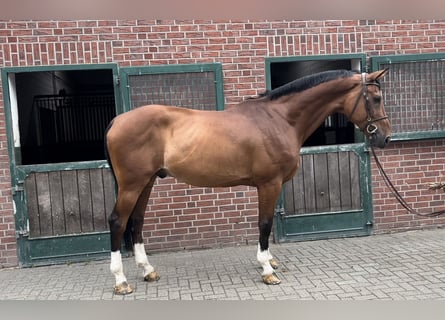 Belgisch Warmbloed, Ruin, 12 Jaar, 178 cm, Brauner