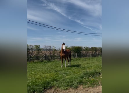Belgisch Warmbloed, Ruin, 12 Jaar, 180 cm, Vos