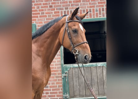 Belgisch Warmbloed, Ruin, 13 Jaar, 172 cm, Bruin