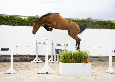 Belgisch Warmbloed, Ruin, 3 Jaar, 162 cm, Bruin