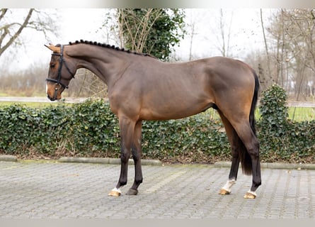 Belgisch Warmbloed, Ruin, 3 Jaar, 164 cm