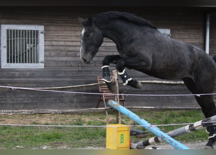 Belgisch Warmbloed, Ruin, 3 Jaar, 167 cm, Schimmel