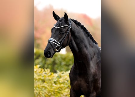 Belgisch Warmbloed, Ruin, 3 Jaar, 168 cm, Zwart