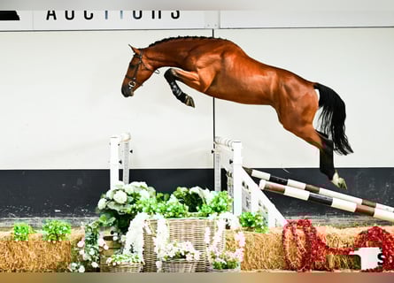 Belgisch Warmbloed, Ruin, 3 Jaar, 169 cm, Bruin
