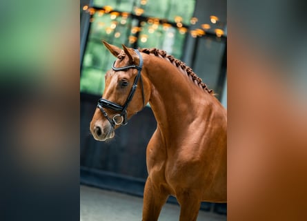 Belgisch Warmbloed, Ruin, 3 Jaar, 172 cm, Donkere-vos