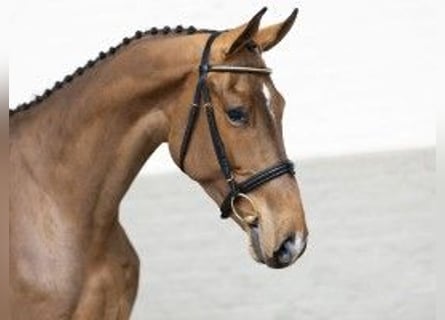 Belgisch Warmbloed, Ruin, 3 Jaar, 174 cm, Lichtbruin