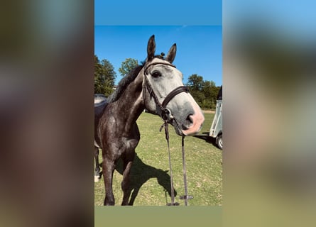 Belgisches Warmblut, Wallach, 4 Jahre, 165 cm, Schimmel