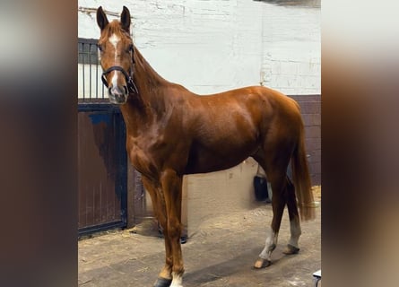 Belgisch Warmbloed, Ruin, 4 Jaar, 167 cm, Vos