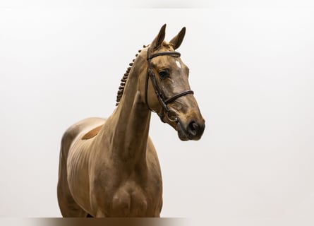 Belgisch Warmbloed, Ruin, 4 Jaar, 167 cm, Vos