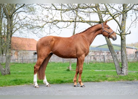 Belgisch Warmbloed, Ruin, 4 Jaar, 168 cm