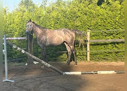 Belgisch Warmbloed, Ruin, 4 Jaar, 168 cm, Zwartschimmel