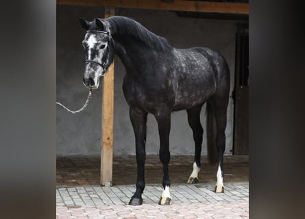 Belgisch Warmbloed, Ruin, 4 Jaar, 170 cm, Appelschimmel