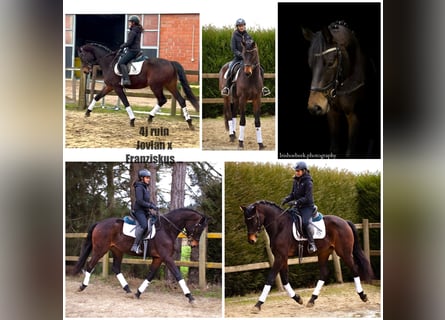 Belgisch Warmbloed, Ruin, 4 Jaar, 170 cm, Zwartbruin