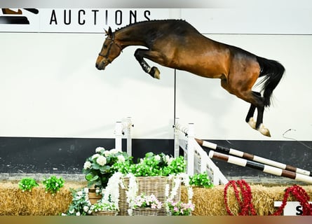 Belgisch Warmbloed, Ruin, 4 Jaar, 172 cm, Bruin