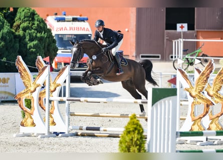 Belgisch Warmbloed, Ruin, 4 Jaar, 172 cm, Zwartbruin
