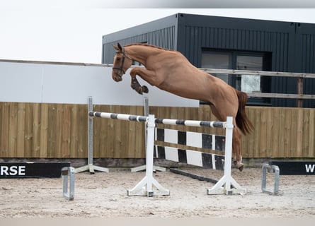 Belgisch Warmbloed, Ruin, 4 Jaar, 176 cm, Vos