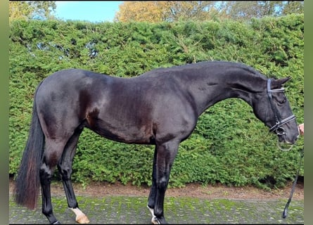 Belgisch Warmbloed, Ruin, 4 Jaar, Zwart