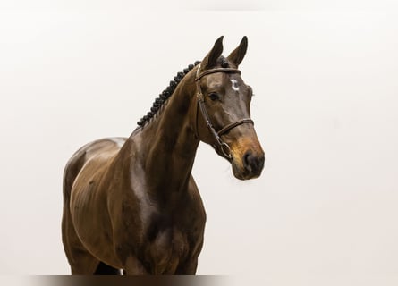 Belgisch Warmbloed, Ruin, 5 Jaar, 167 cm, Donkerbruin