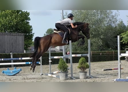 Belgisch Warmbloed, Ruin, 5 Jaar, 168 cm, Bruin