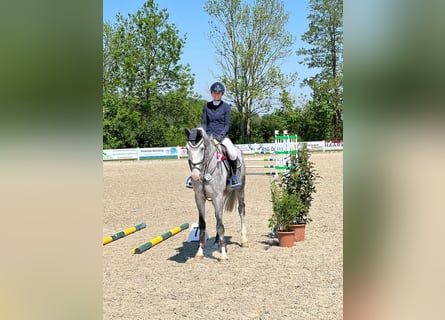 Belgisch Warmbloed, Ruin, 5 Jaar, 174 cm, Schimmel