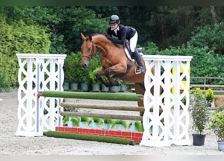 Belgisch Warmbloed, Ruin, 6 Jaar, 166 cm, Roodbruin
