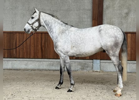 Belgisch Warmbloed, Ruin, 6 Jaar, 167 cm, Schimmel