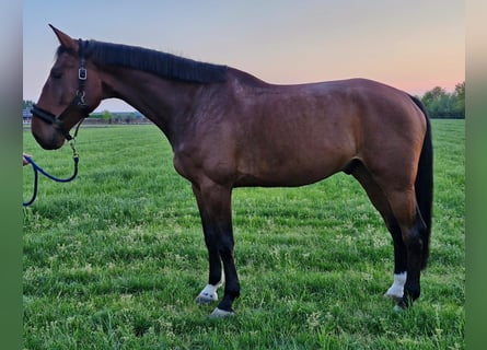 Belgisch Warmbloed, Ruin, 6 Jaar, 173 cm, Bruin