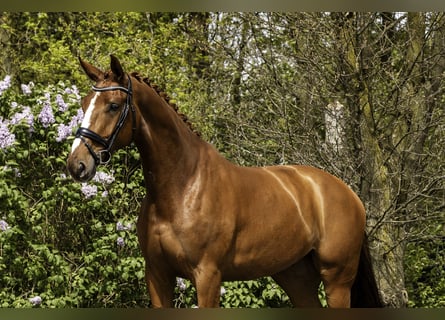 Belgisch Warmbloed, Ruin, 6 Jaar, 174 cm, Vos