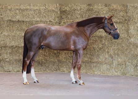 Belgisch Warmbloed, Ruin, 7 Jaar, 166 cm, Donkere-vos