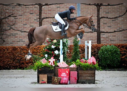 Belgisch Warmbloed, Ruin, 7 Jaar, 166 cm, Vos