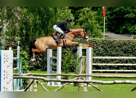 Belgisch Warmbloed, Ruin, 7 Jaar, 167 cm, Bruin