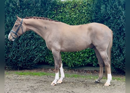 Belgisch Warmbloed, Ruin, 7 Jaar, 169 cm, Vos