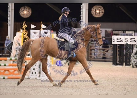 Belgisch Warmbloed, Ruin, 7 Jaar, 172 cm, Vos