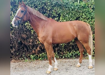 Belgisch Warmbloed, Ruin, 7 Jaar, 178 cm, Vos