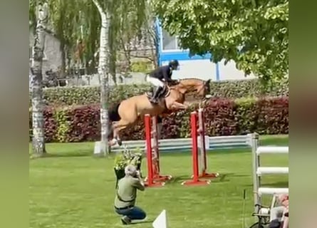 Belgisch Warmbloed, Ruin, 8 Jaar, 167 cm, Bruin