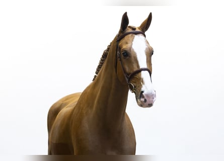 Belgisch Warmbloed, Ruin, 8 Jaar, 171 cm, Vos